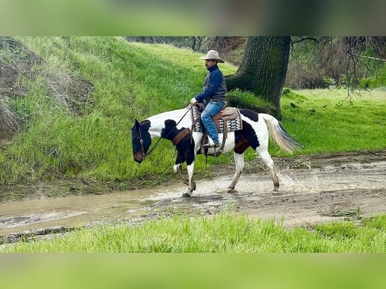 American Paint Horse Mare 9 years 14,3 hh Tobiano-all-colors in Tres Pinos