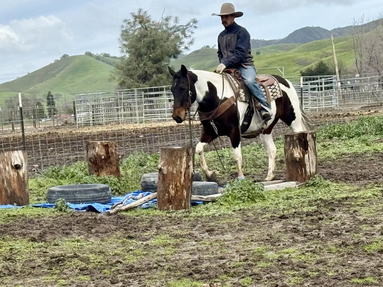 American Paint Horse Mare 9 years 14,3 hh Tobiano-all-colors in Tres Pinos