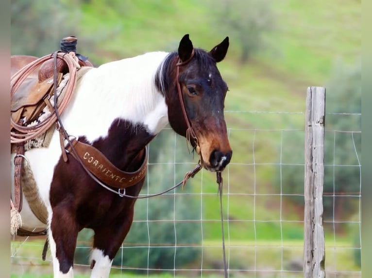 American Paint Horse Mare 9 years 14,3 hh Tobiano-all-colors in Tres Pinos