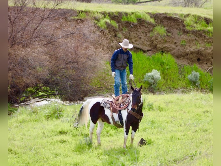 American Paint Horse Mare 9 years 14,3 hh Tobiano-all-colors in Tres Pinos