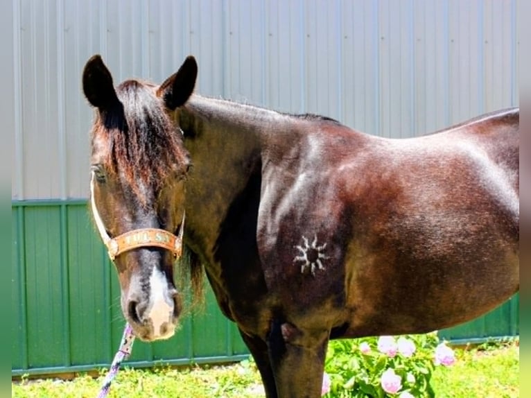 American Paint Horse Mare 9 years 15.1 hh Black in Carleton