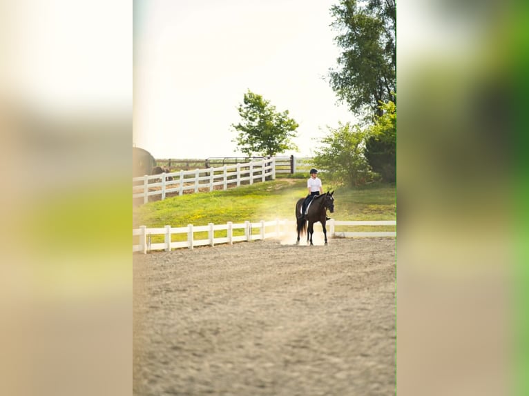 American Paint Horse Mare 9 years 15.1 hh Black in Carleton