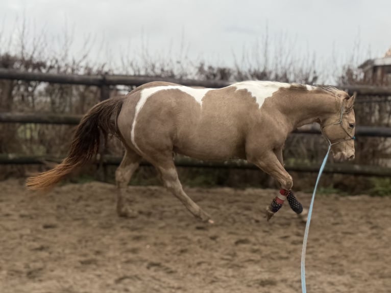 American Paint Horse Mare 9 years 15.1 hh Champagne in Heemskerk