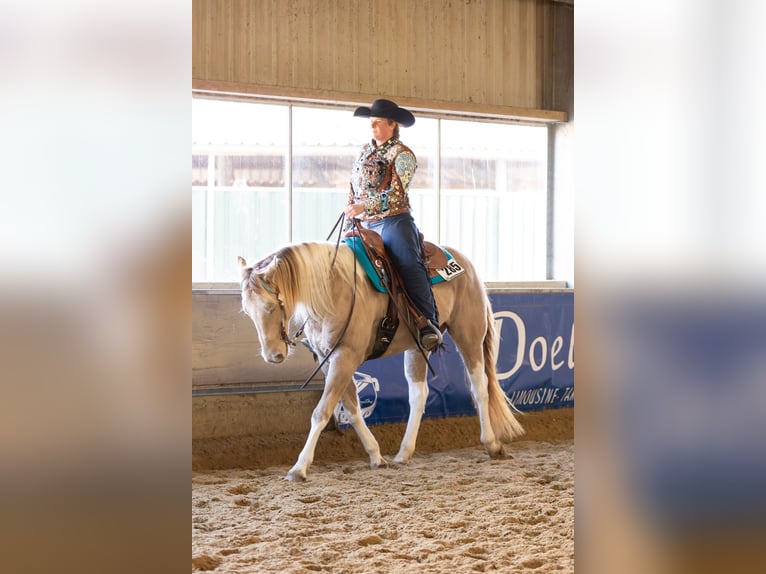 American Paint Horse Mare 9 years 15.1 hh Champagne in Heemskerk