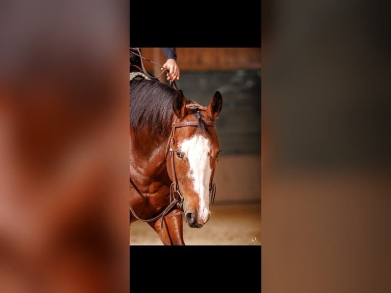 American Paint Horse Mare 9 years 15 hh Brown in Marktl