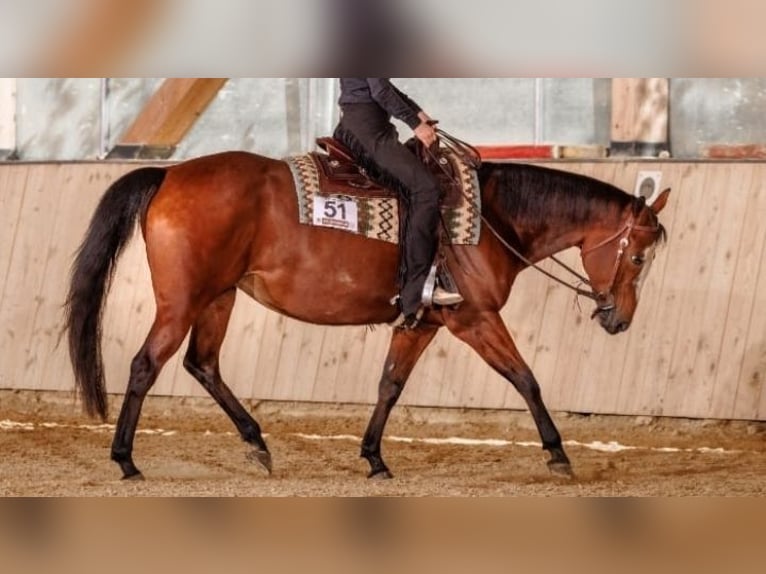 American Paint Horse Mare 9 years 15 hh Brown in Marktl