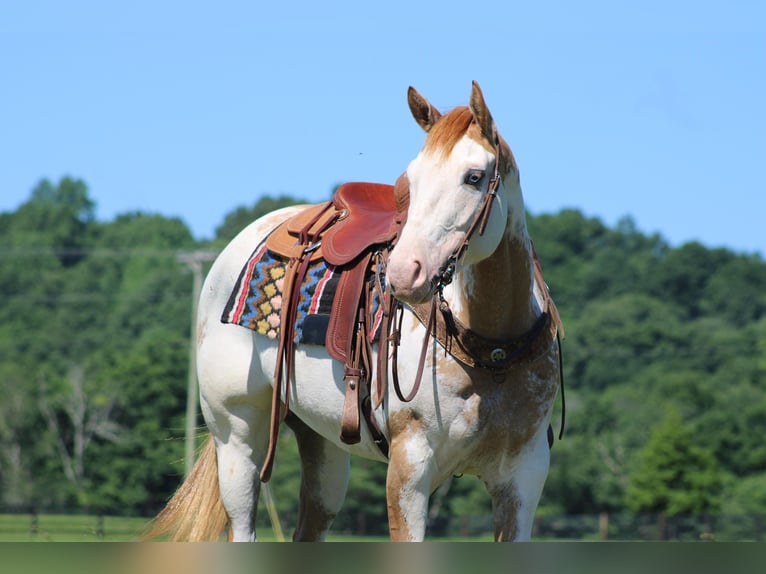 American Paint Horse Mare 9 years 15 hh Overo-all-colors in Sonora KY