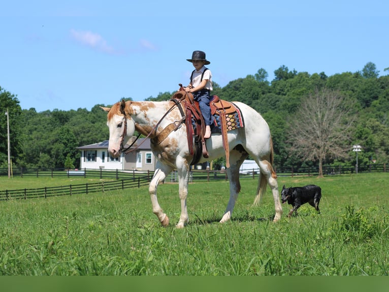 American Paint Horse Mare 9 years 15 hh Overo-all-colors in Sonora KY