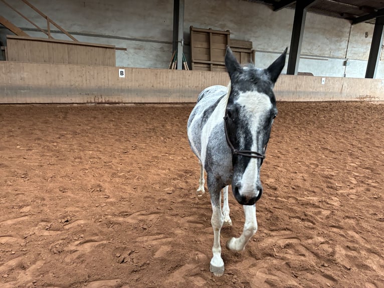 American Paint Horse Mix Mare 9 years 15 hh Pinto in ElxlebenElleben