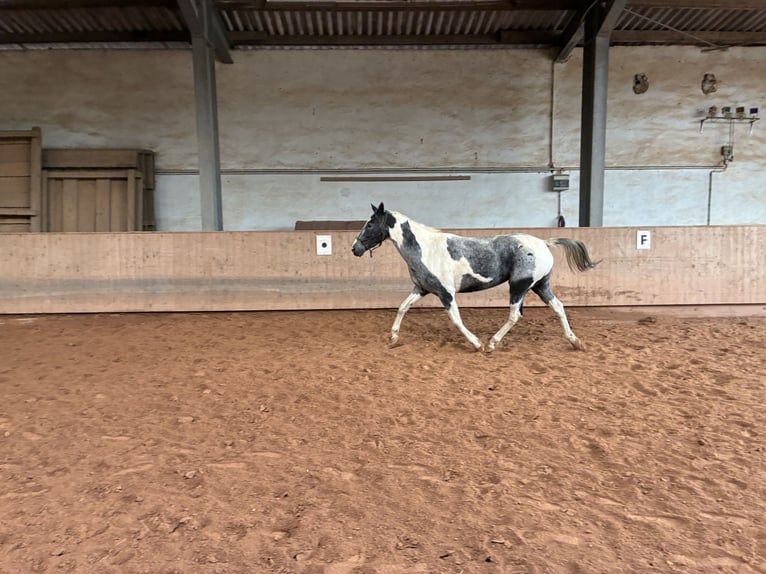 American Paint Horse Mix Mare 9 years 15 hh Pinto in ElxlebenElleben