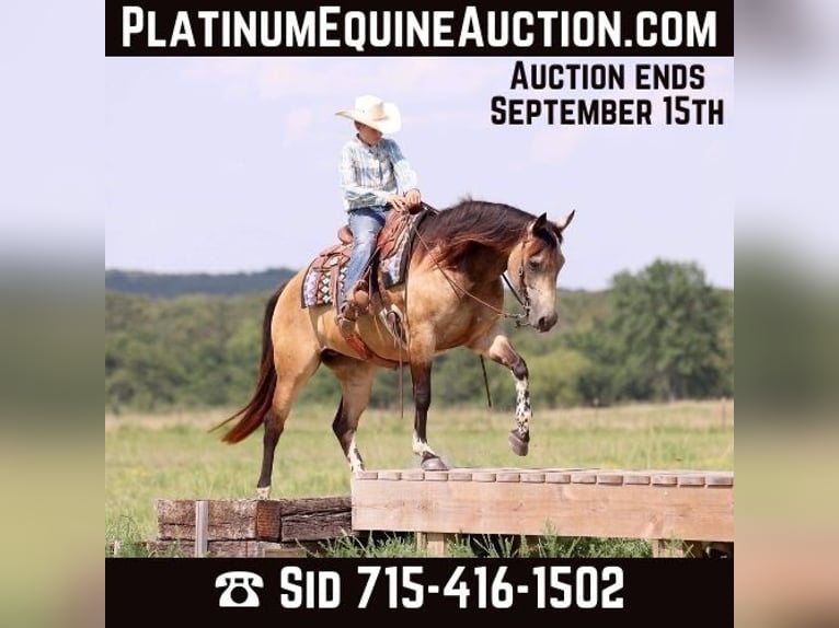 American Paint Horse Mare 9 years Buckskin in Adair OK