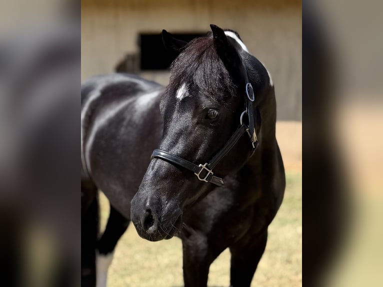 American Paint Horse Mix Mare 9 years Pinto in Cleburne