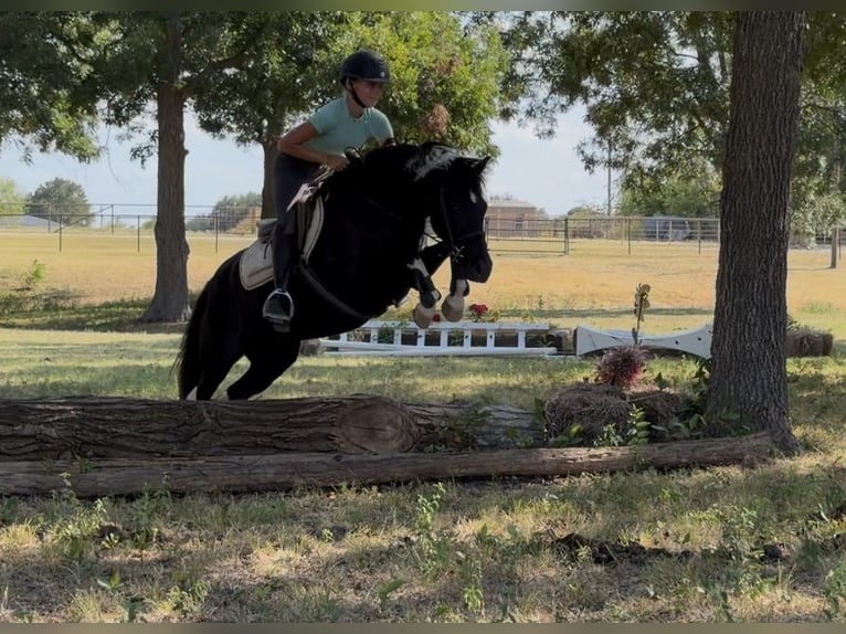 American Paint Horse Mix Mare 9 years Pinto in Cleburne