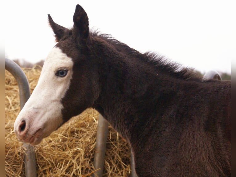 American Paint Horse Mare Foal (03/2026) 14.2 hh Overo-all-colors in Velpke