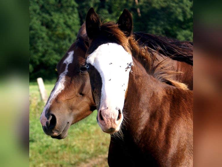 American Paint Horse Mare Foal (03/2026) 14.2 hh Overo-all-colors in Velpke