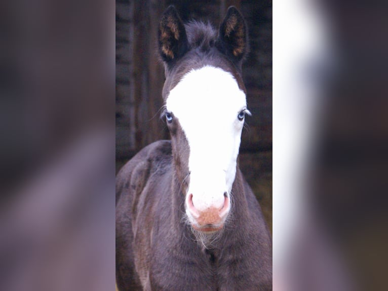 American Paint Horse Mare Foal (03/2026) 14.2 hh Overo-all-colors in Velpke