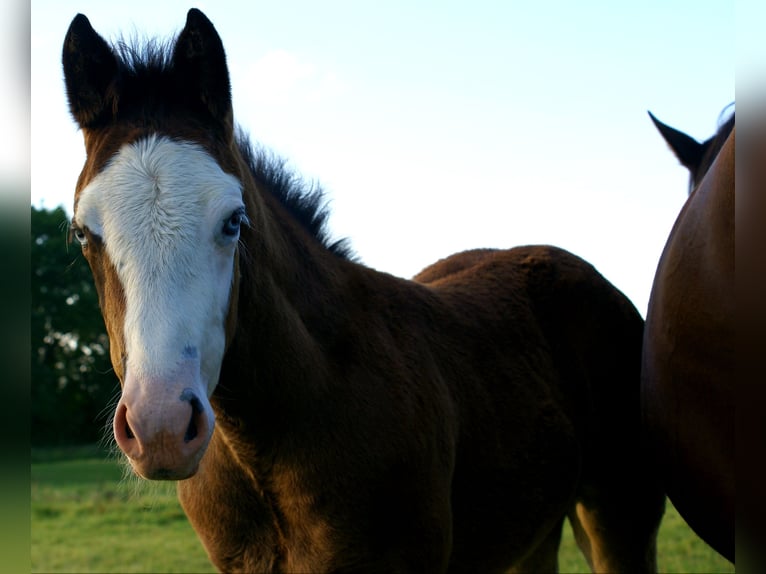 American Paint Horse Mare Foal (03/2026) 14.2 hh Overo-all-colors in Velpke