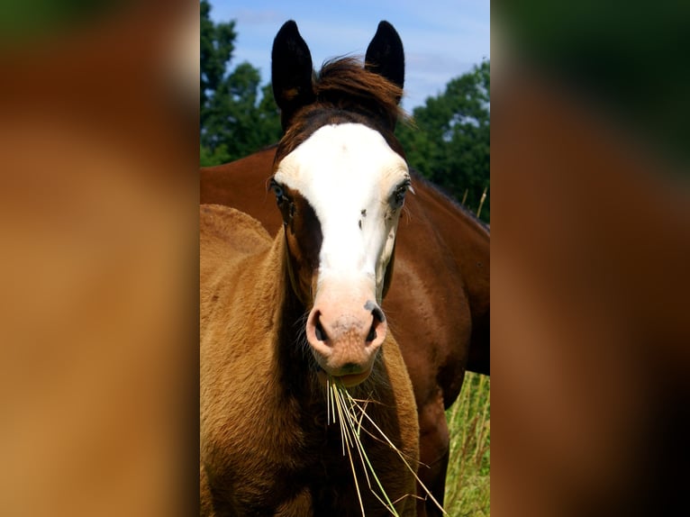 American Paint Horse Mare Foal (03/2026) 14.2 hh Overo-all-colors in Velpke