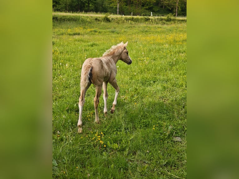 American Paint Horse Mare Foal (04/2026) 14.2 hh Palomino in Klingenberg am Main