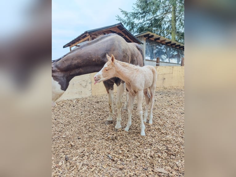American Paint Horse Mare Foal (04/2026) 14.2 hh Palomino in Klingenberg am Main