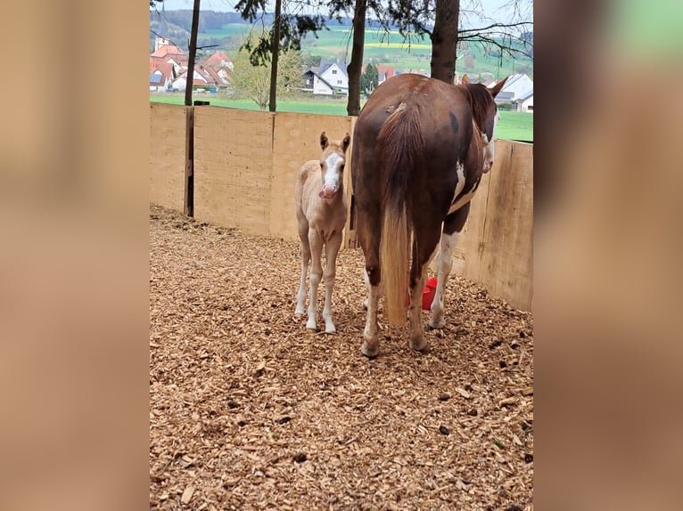 American Paint Horse Mare Foal (04/2026) 14.2 hh Palomino in Klingenberg am Main