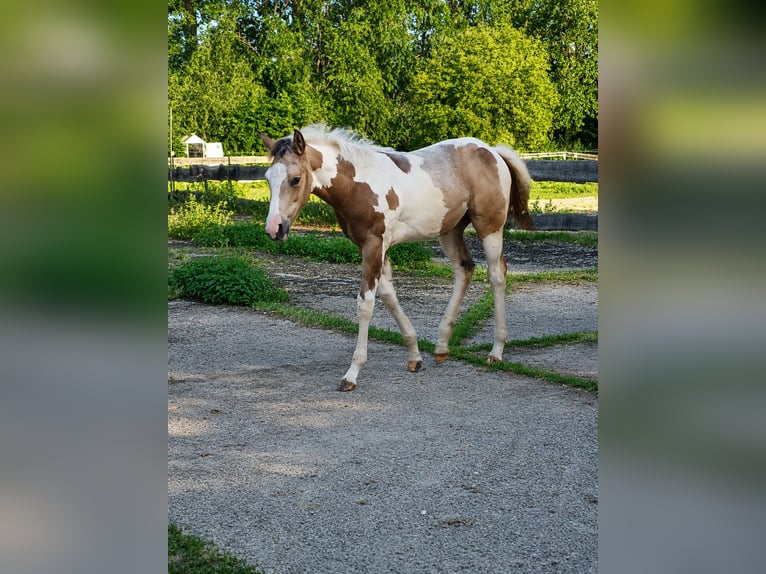 American Paint Horse Mare Foal (01/2026) 14.3 hh Pinto in Danstedt