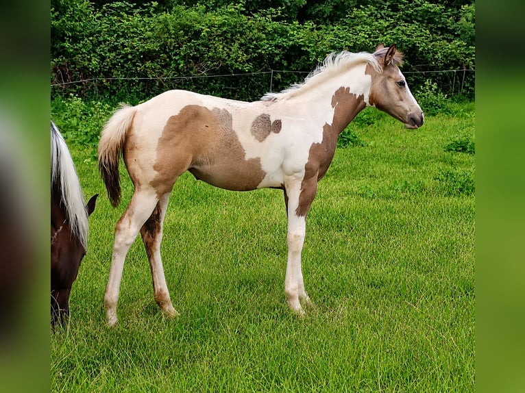 American Paint Horse Mare Foal (01/2026) 14.3 hh Pinto in Danstedt
