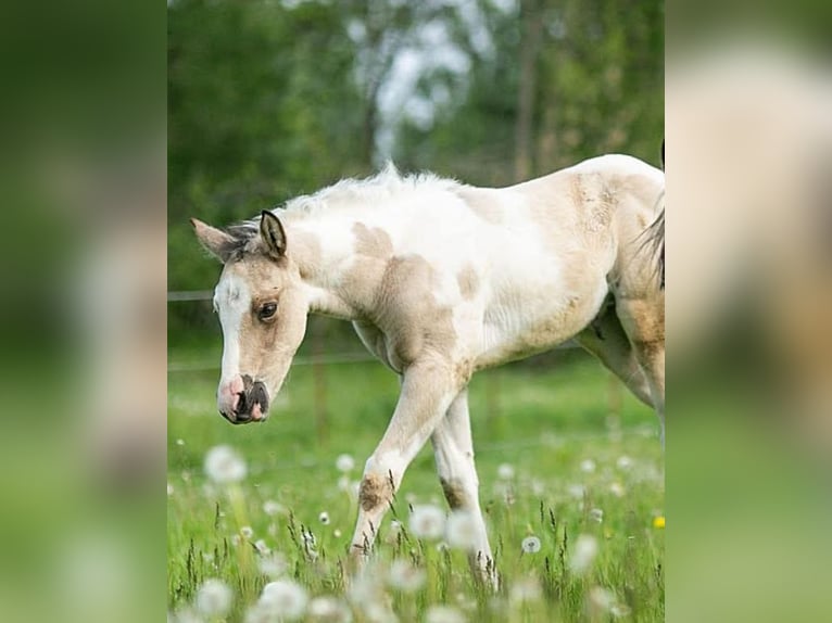 American Paint Horse Mare Foal (01/2026) 14.3 hh Pinto in Danstedt