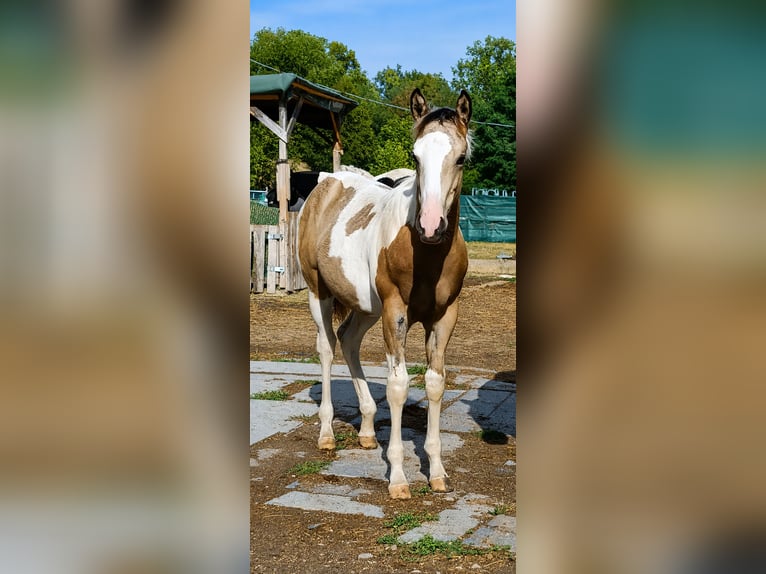 American Paint Horse Mare Foal (04/2026) 14.3 hh Pinto in Danstedt