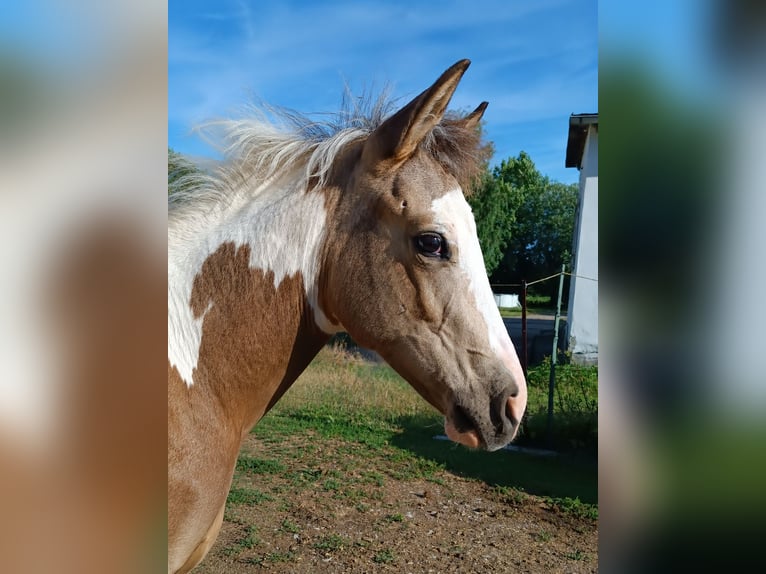 American Paint Horse Mare Foal (01/2026) 14.3 hh Pinto in Danstedt