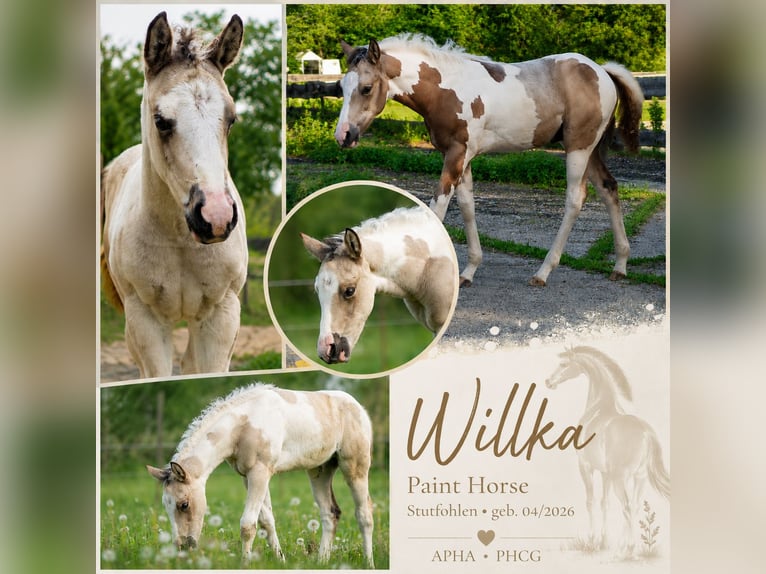 American Paint Horse Mare Foal (04/2026) 14.3 hh Pinto in Danstedt