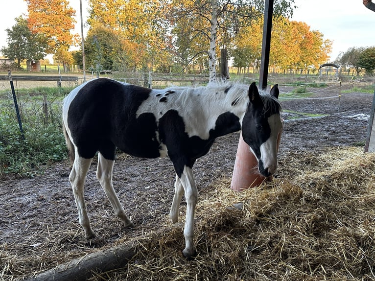 American Paint Horse Mare Foal (06/2026) 14.3 hh Tobiano-all-colors in Brüggen