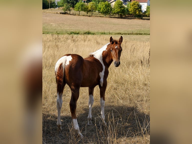 American Paint Horse Mare Foal (05/2026) 14.3 hh Tobiano-all-colors in Kruchten