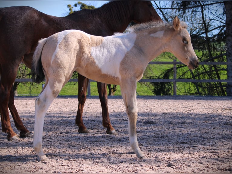 American Paint Horse Mare Foal (02/2026) 14.3 hh Tobiano-all-colors in Oppenweiler
