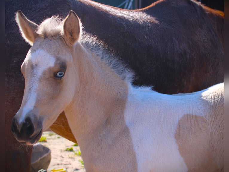 American Paint Horse Mare Foal (02/2026) 14.3 hh Tobiano-all-colors in Oppenweiler