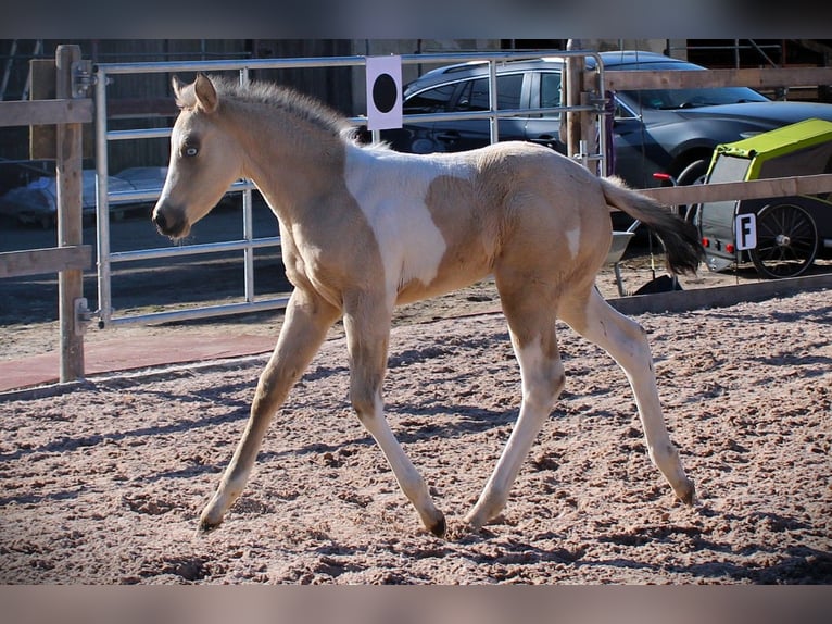 American Paint Horse Mare Foal (02/2026) 14.3 hh Tobiano-all-colors in Oppenweiler