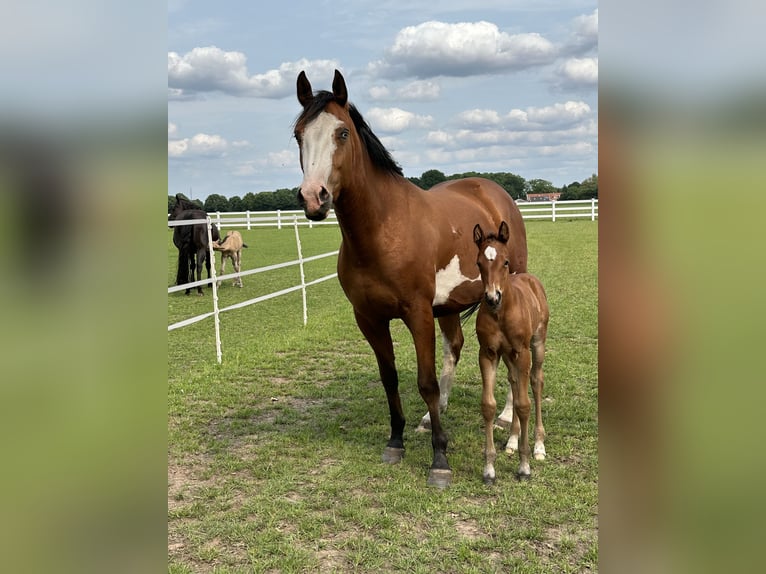American Paint Horse Mix Mare Foal (05/2025) 14,2 hh Brown in Oberlangen