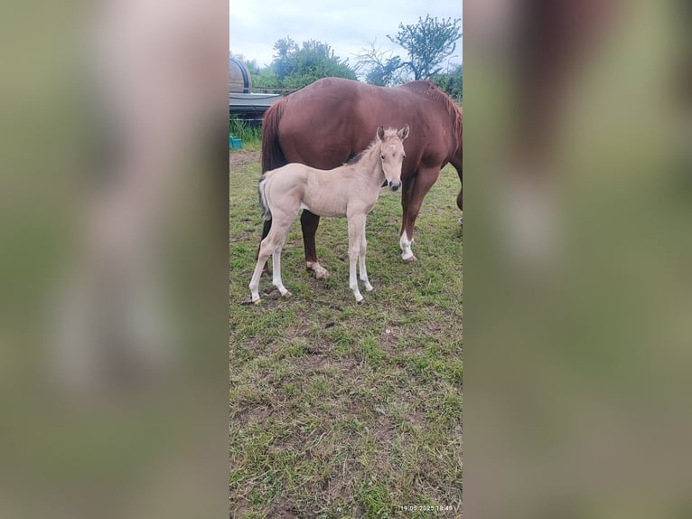 American Paint Horse Mare Foal (05/2025) 14,2 hh Buckskin in Möllendorf