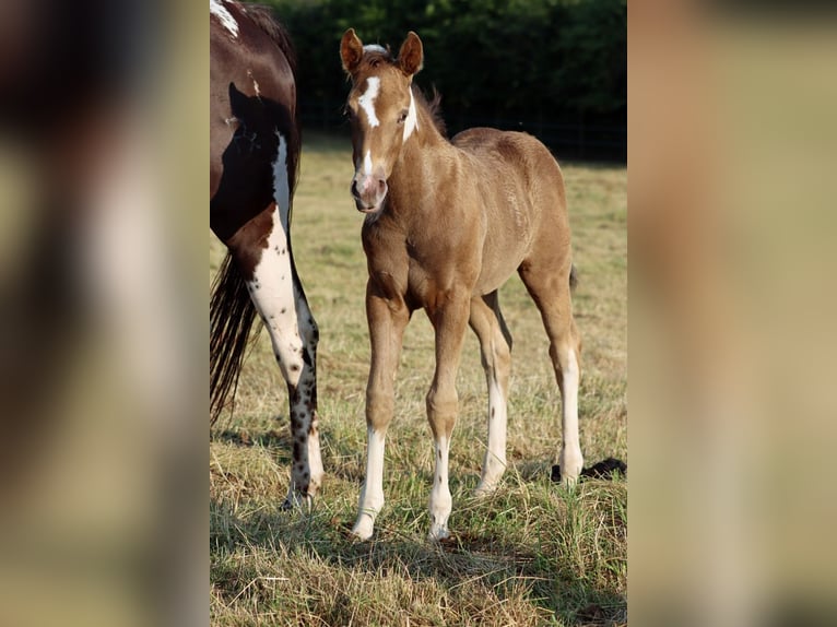 American Paint Horse Mare Foal (05/2025) 14,2 hh Champagne in Hellenthal