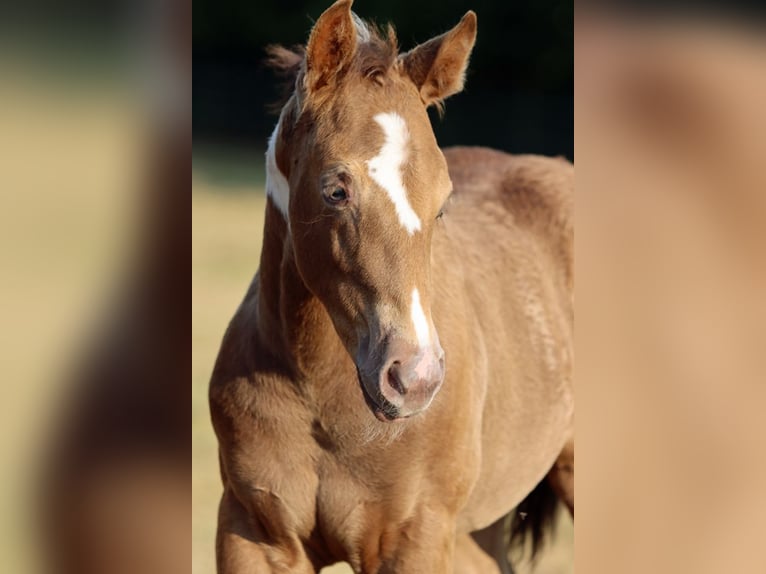 American Paint Horse Mare Foal (05/2025) 14,2 hh Champagne in Hellenthal
