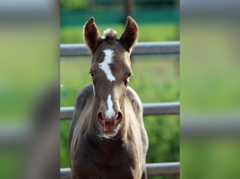 American Paint Horse Mare Foal (05/2025) 14,2 hh Champagne in Hellenthal