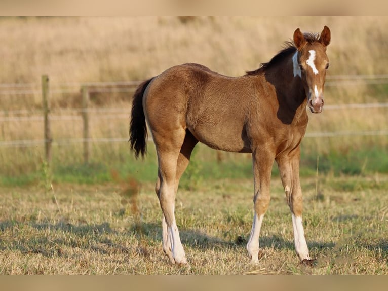 American Paint Horse Mare Foal (05/2025) 14,2 hh Champagne in Hellenthal