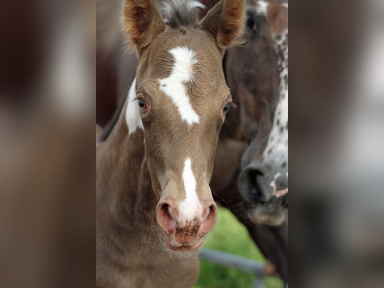 American Paint Horse Mare Foal (05/2025) 14,2 hh Champagne in Hellenthal