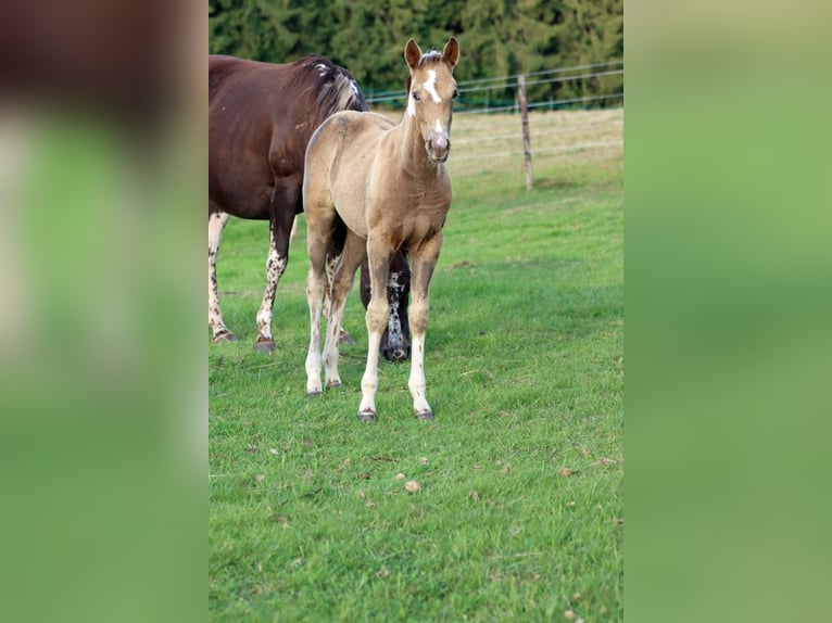 American Paint Horse Mare Foal (05/2025) 14,2 hh Champagne in Hellenthal