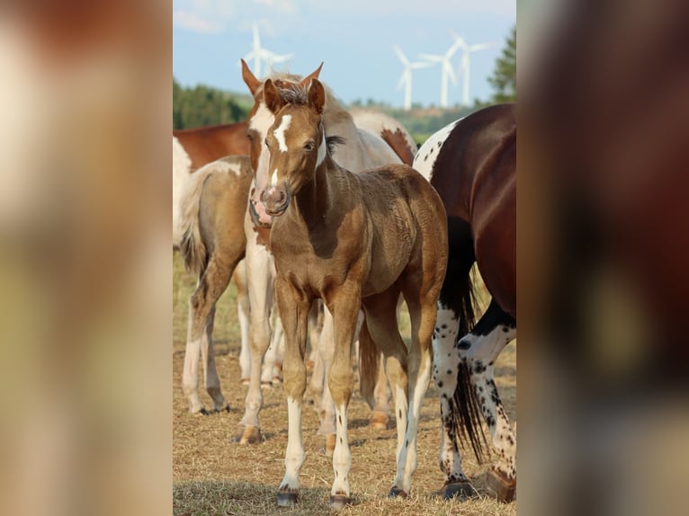 American Paint Horse Mare Foal (05/2025) 14,2 hh Champagne in Hellenthal