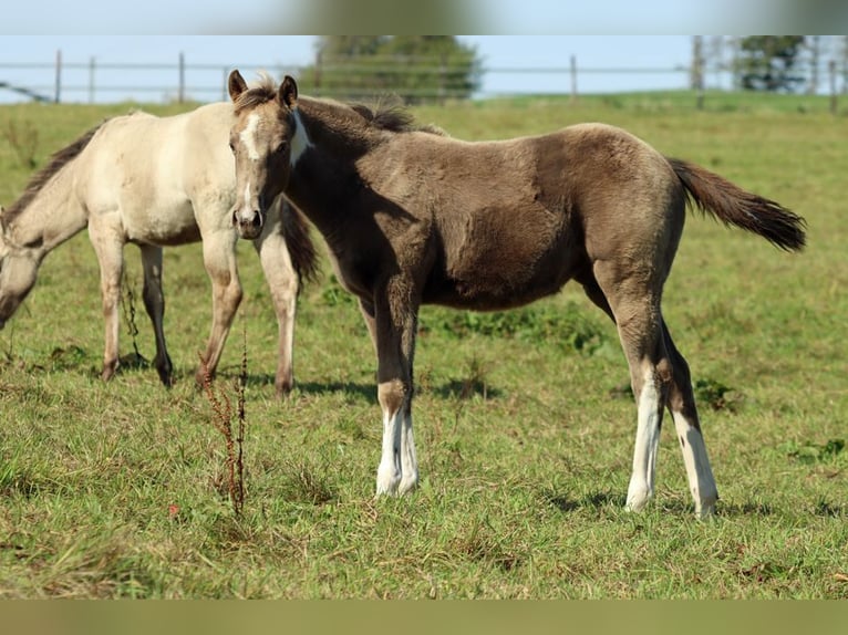 American Paint Horse Mare Foal (05/2025) 14,2 hh Champagne in Hellenthal