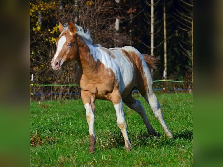 American Paint Horse Mare Foal (05/2025) 14,2 hh Champagne in Obertaufkirchen