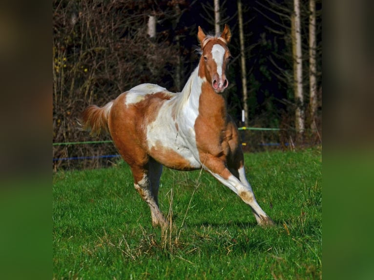 American Paint Horse Mare Foal (05/2025) 14,2 hh Champagne in Obertaufkirchen