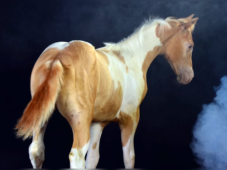 American Paint Horse Mare Foal (05/2025) 14,2 hh Champagne in Obertaufkirchen