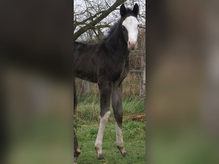 American Paint Horse Mare Foal (03/2026) 14,2 hh Overo-all-colors in Velpke